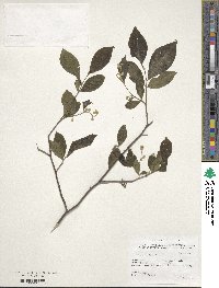 Styrax confusus image