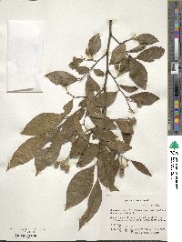 Styrax confusus image