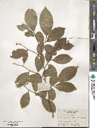 Styrax confusus image