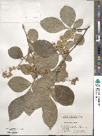 Styrax confusus image