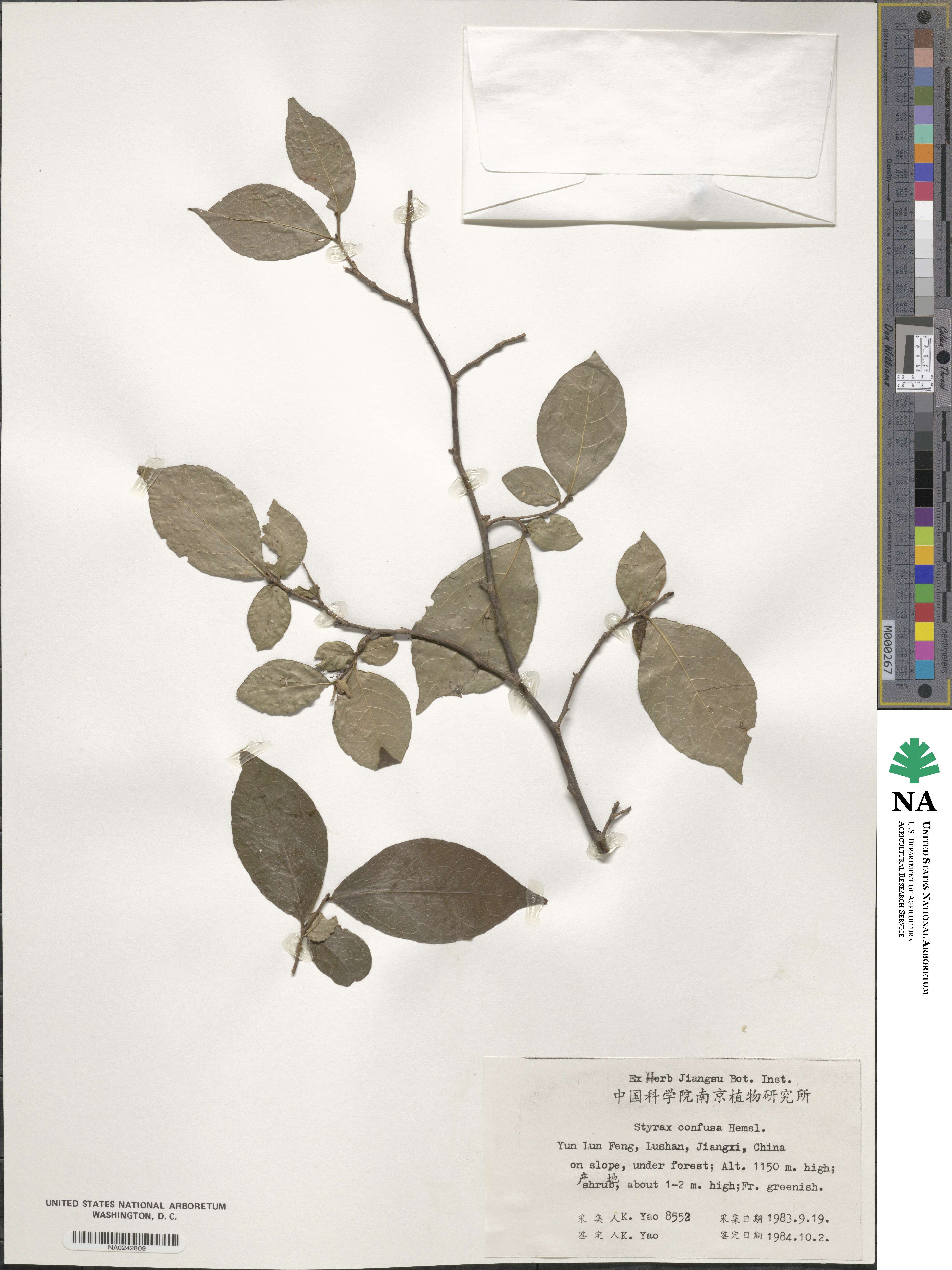 Styrax confusus image