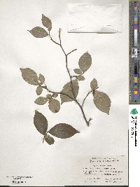 Styrax confusus image