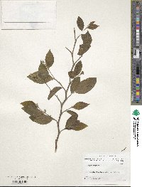 Styrax fortunei image