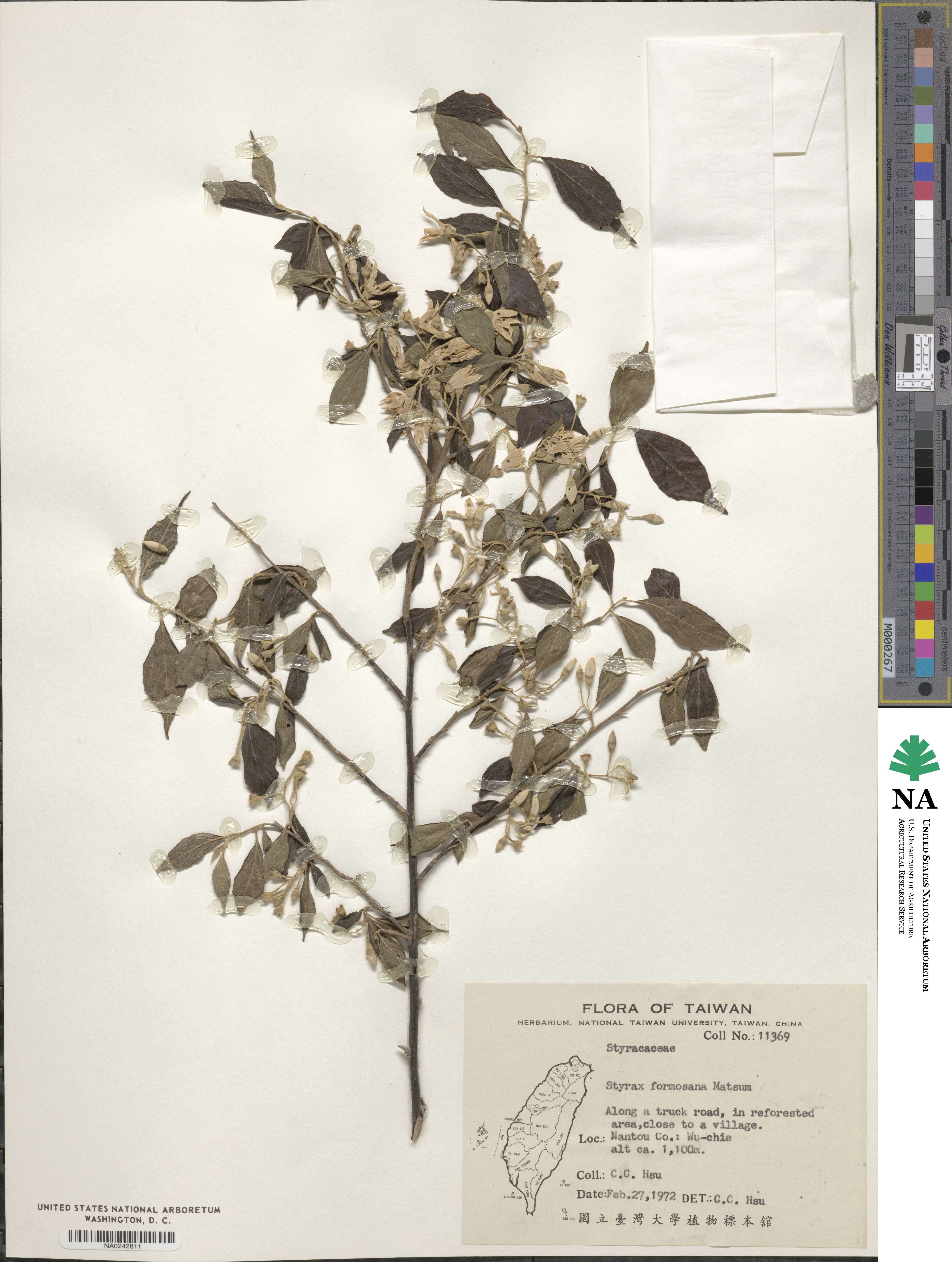 Styrax formosanus image