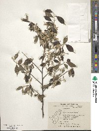 Styrax formosanus image