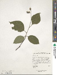 Styrax hemsleyanus image