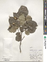 Styrax japonicus image