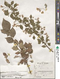 Styrax japonicus image