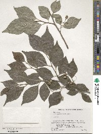 Styrax japonicus image