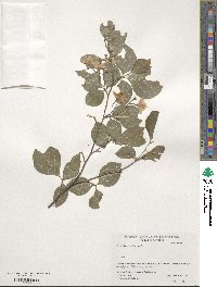 Styrax japonicus image