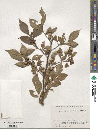 Styrax japonicus image