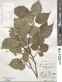 Styrax japonicus image