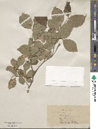 Styrax japonicus image