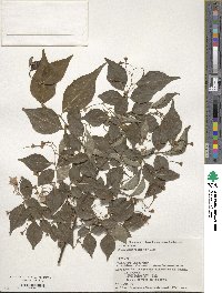 Styrax japonicus image