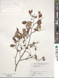 Styrax japonicus image