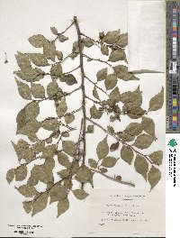 Styrax japonicus image