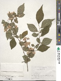 Styrax japonicus image