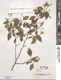 Styrax japonicus image