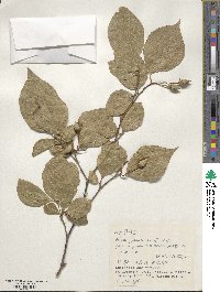 Styrax japonicus image