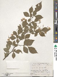 Styrax japonicus image