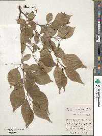 Styrax japonicus image