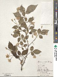 Styrax japonicus image