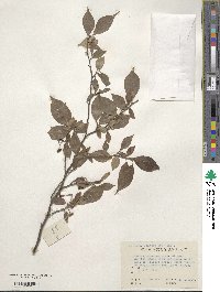 Styrax japonicus image