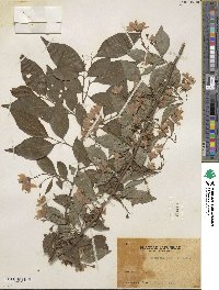 Styrax japonicus image