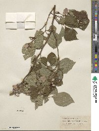 Styrax japonicus image