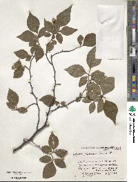 Styrax japonicus image