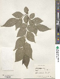 Styrax japonicus image