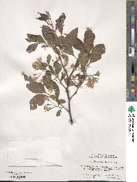 Styrax japonicus image