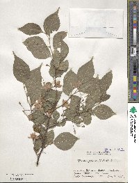 Styrax japonicus image