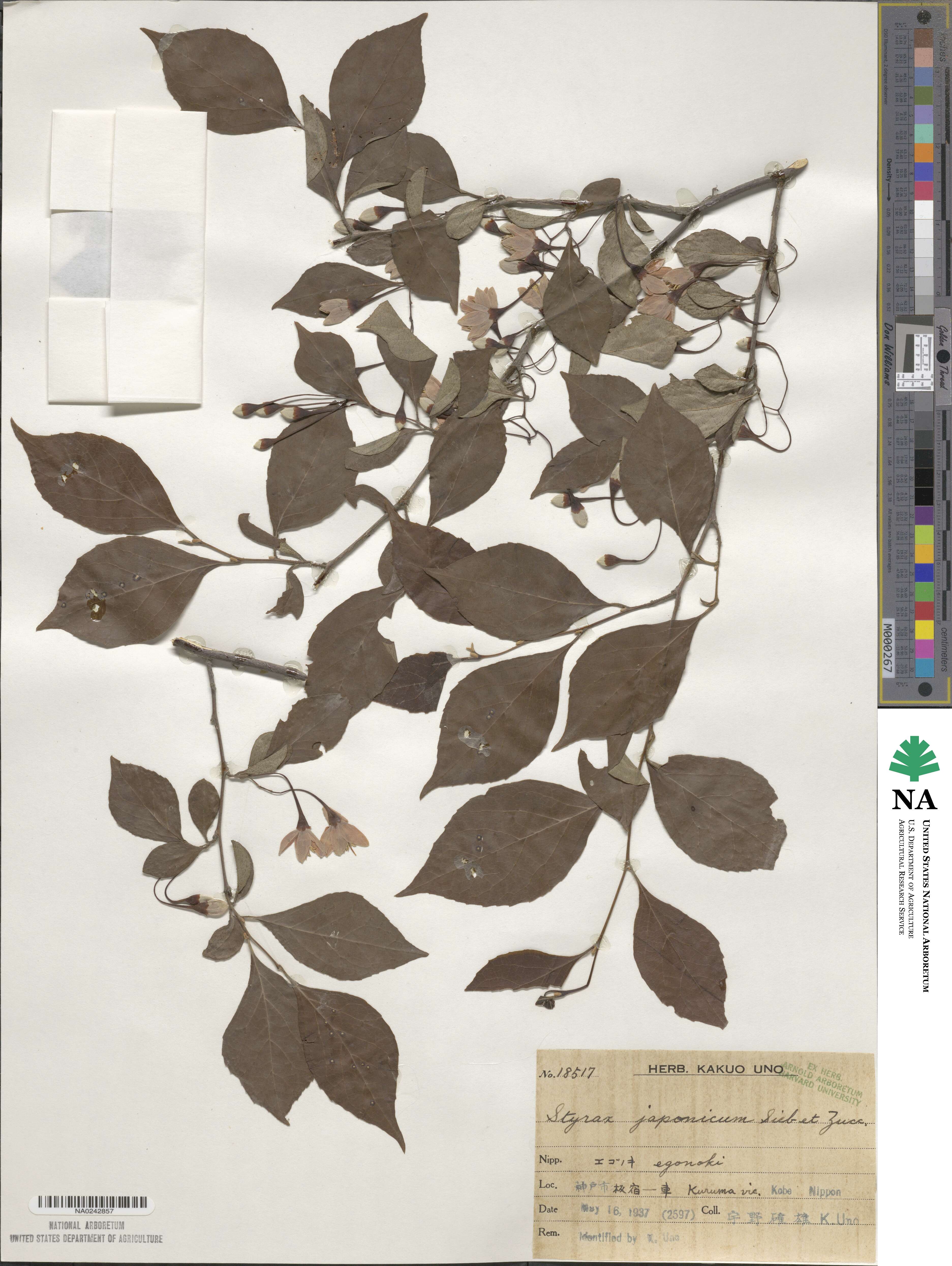 Styrax japonicus image