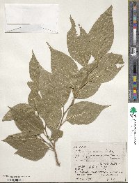 Styrax japonicus image