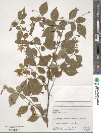 Styrax japonicus image