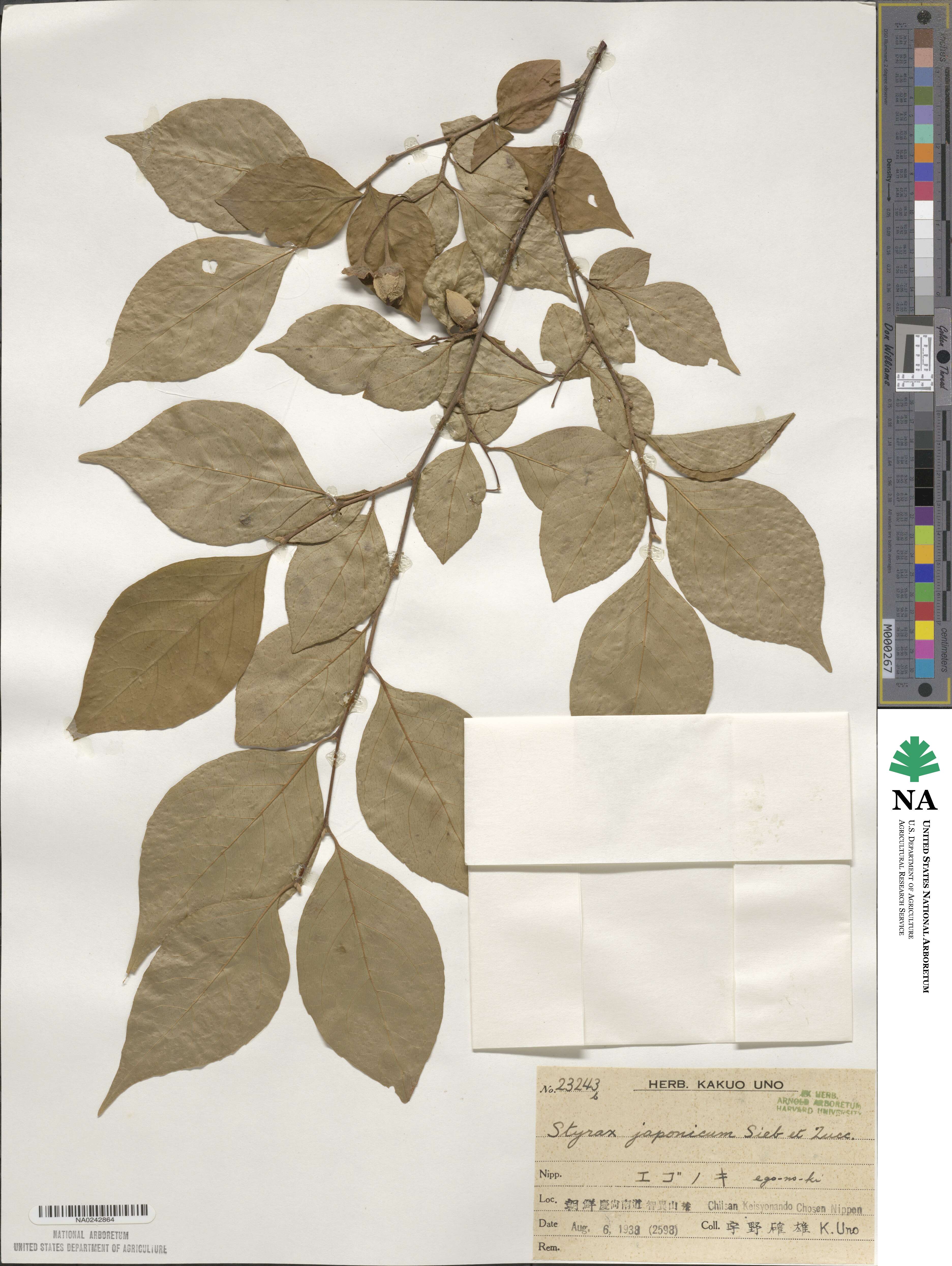 Styrax japonicus image