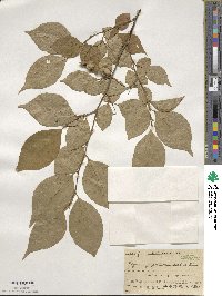 Styrax japonicus image