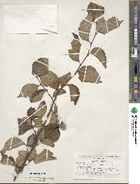 Styrax japonicus image