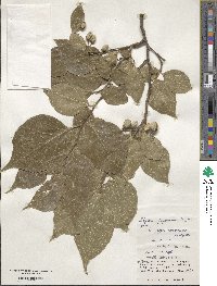 Styrax japonicus image