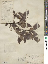 Styrax faberi image