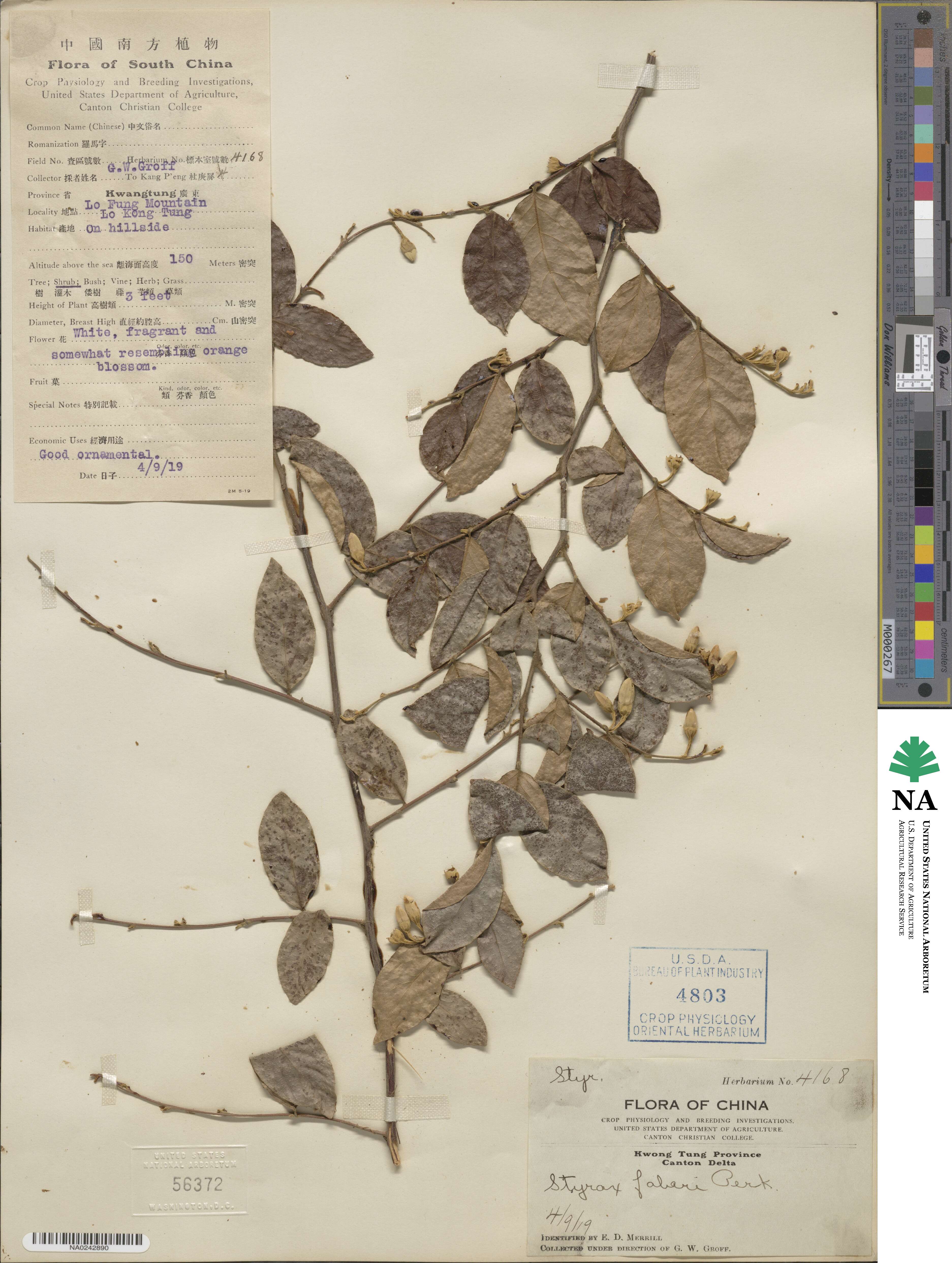 Styrax faberi image