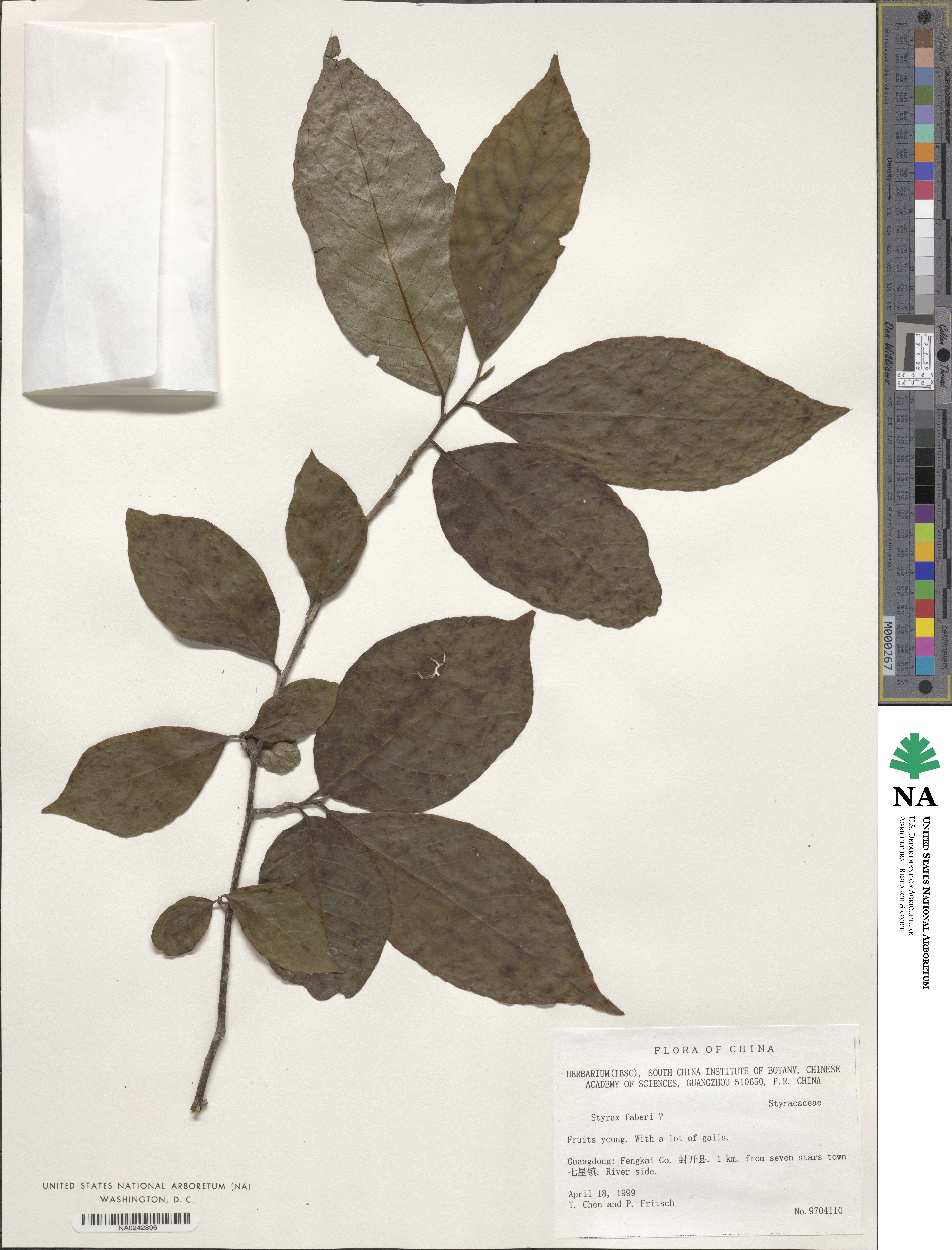 Styrax faberi image