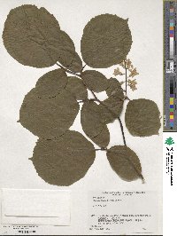 Styrax obassia image