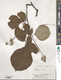 Styrax obassia image