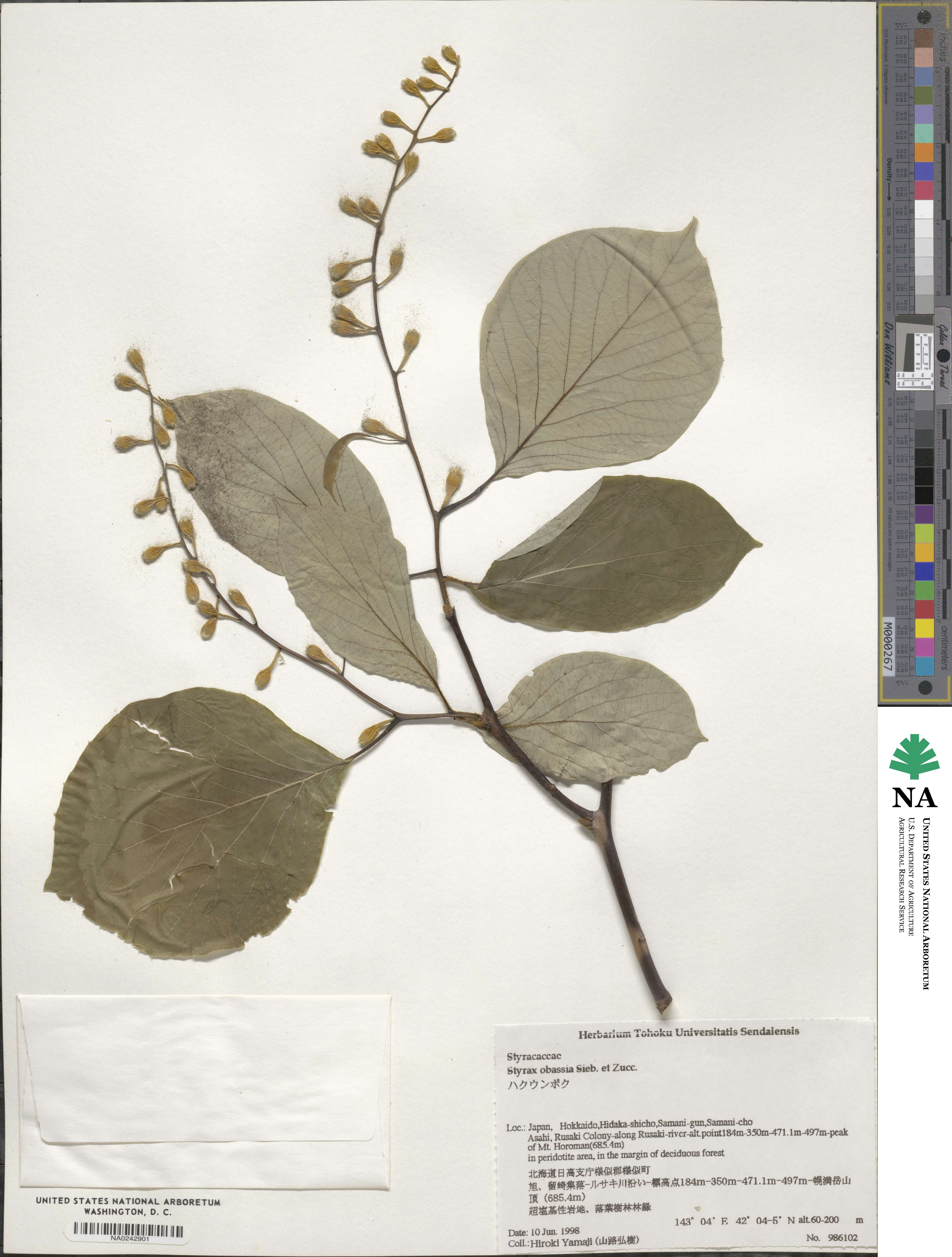 Styrax obassia image