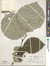 Styrax obassia image