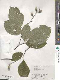 Styrax obassia image