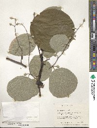 Styrax obassia image