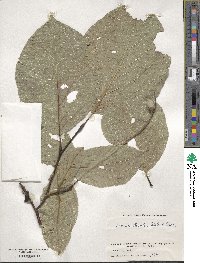 Styrax obassia image